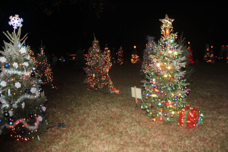Jefferson tree15